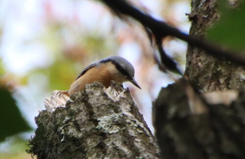 Eurasian Nuthatch