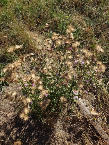 Bull Thistle
