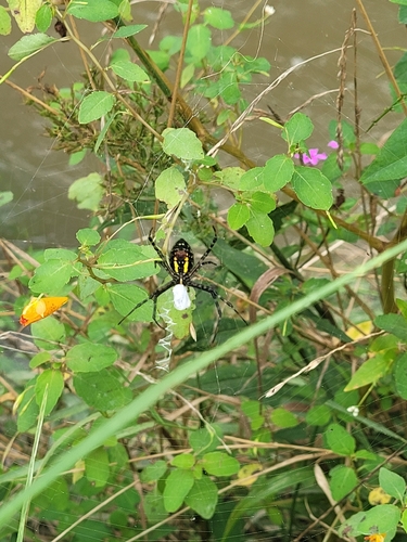 Banded Garden Spider