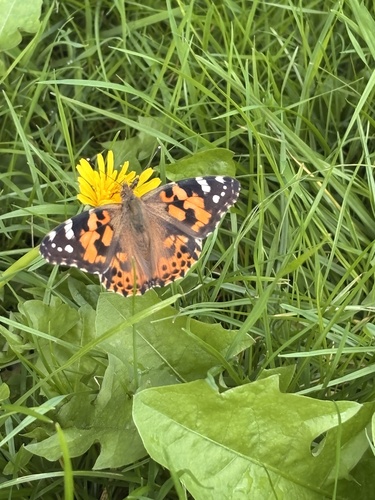 Painted Lady