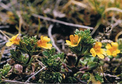 Euphrasia cockayneana