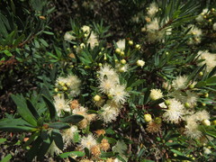 Myrceugenia lanceolata