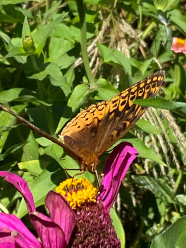 Great Spangled Fritillary