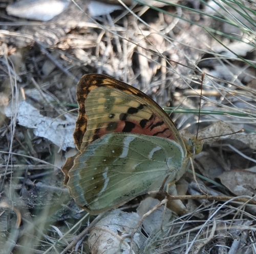 Cardinal Butterfly