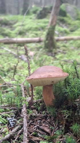 Bay Bolete