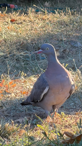 Common Wood-Pigeon