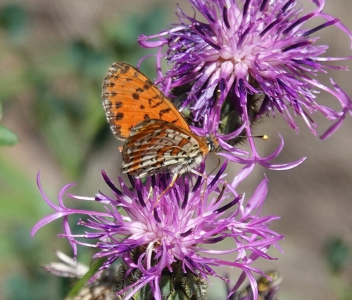 Spotted Fritillary