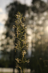 author not stated, no rights reserved Platanthera bifolia, photograph author not stated, no rights reserved