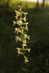 author not stated, no rights reserved Platanthera bifolia, photograph author not stated, no rights reserved