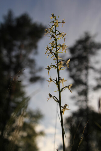 Platanthera bifolia, photograph 4
