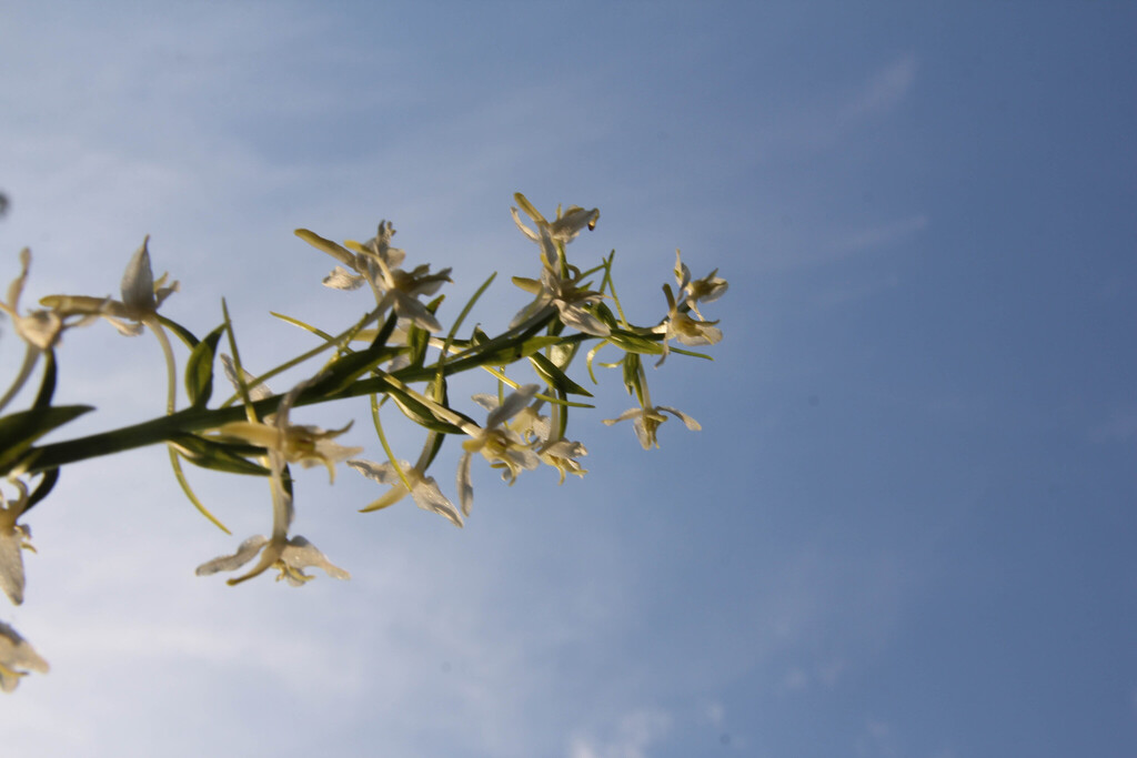 Platanthera bifolia; photograph author not stated, no rights reserved