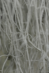 Usnea scabrata