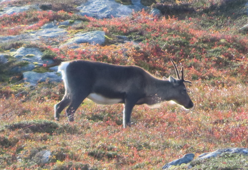 Caribou
