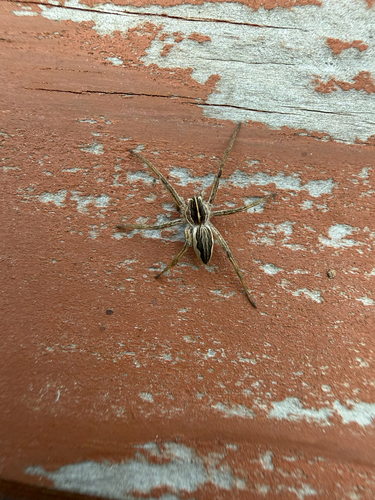 European Nursery Web spider