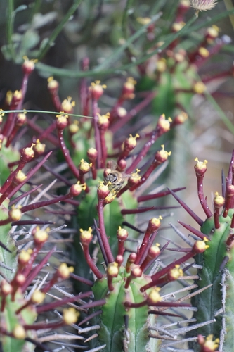 Euphorbia heptagona
