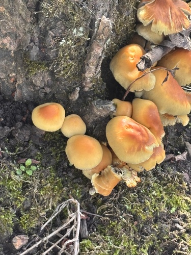 Sulphur Tuft