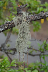 Usnea scabrata