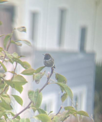 Anna's Hummingbird observed by garrison_asper