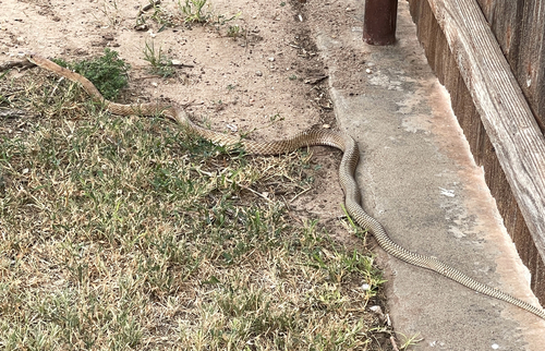 Common Coachwhip