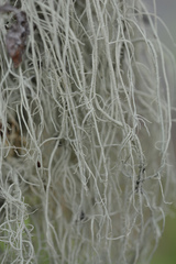 Usnea scabrata