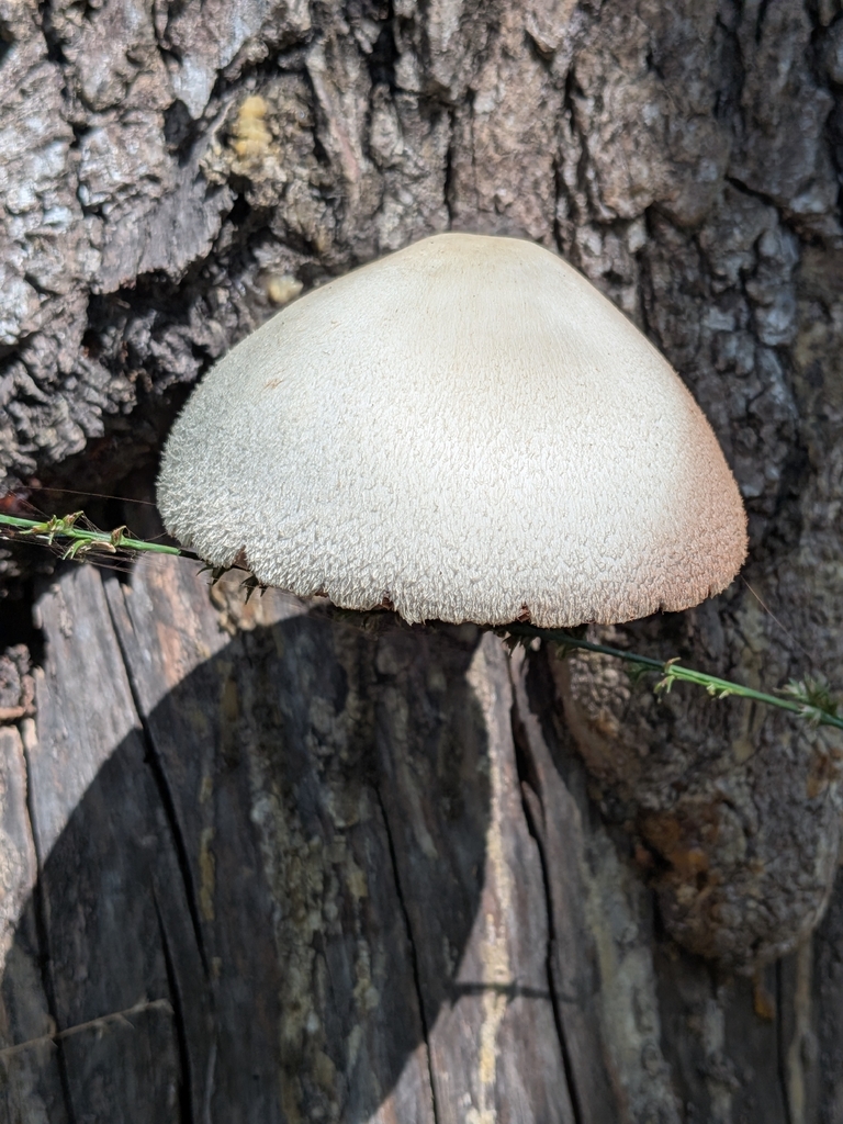 Silky Rosegill · September 2026 · photo: Photo: no rights reserved · iNaturalist
