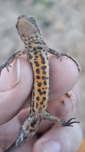 Smooth Newt
