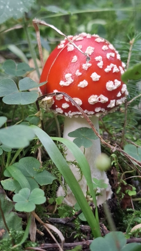 Fly Agaric