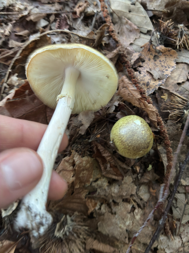 Deathcap