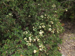 Myrceugenia lanceolata