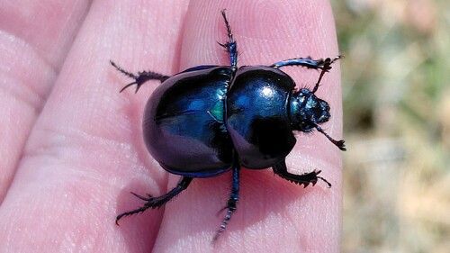 Springtime Dung Beetle