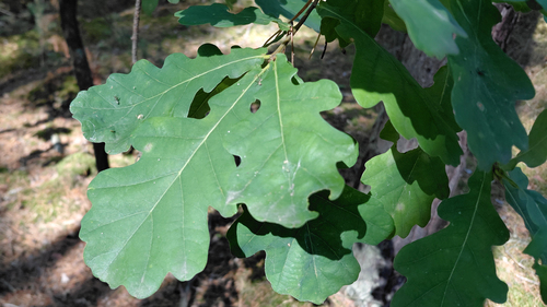 English oak