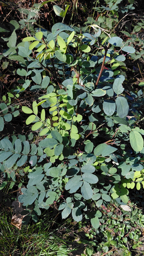 black locust