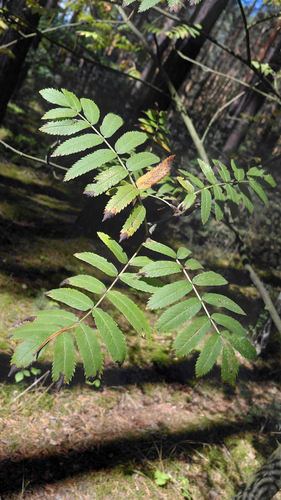 European mountain ash
