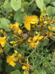 Hypericum scouleri
