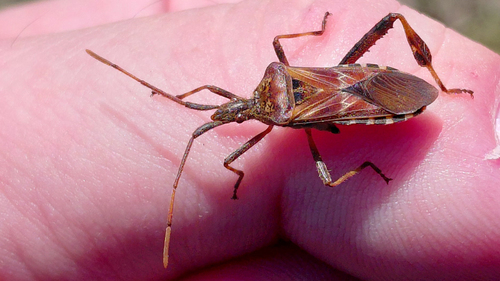 Western Conifer Seed Bug
