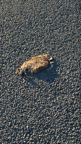 Common Hedgehog