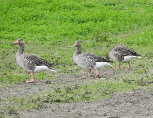 Greylag Goose observed by dionvb