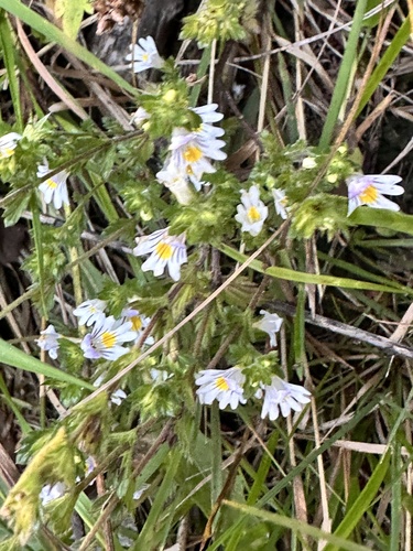 Euphrasia officinalis, photograph 1