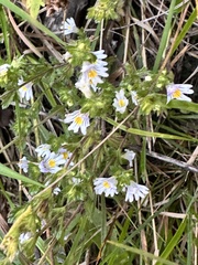 Euphrasia officinalis