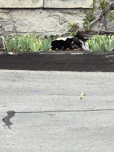 Striped Skunk observed by lianehowell
