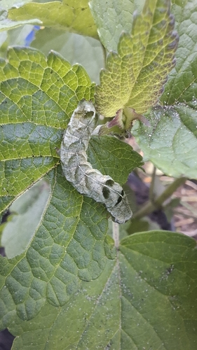 Dot Moth