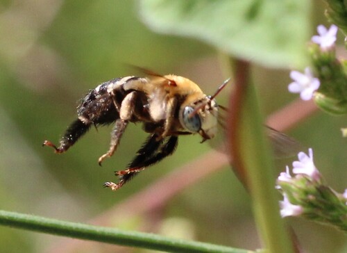 Black-legged Longhorn bee