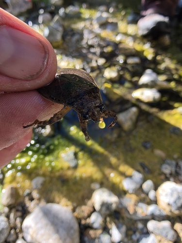Abedus indentatus