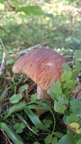 King Bolete