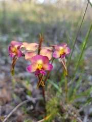 Diuris longifolia