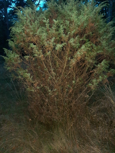 common juniper