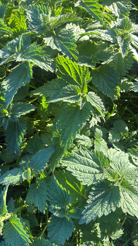 great stinging nettle