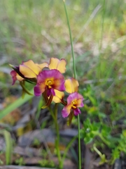 Diuris longifolia