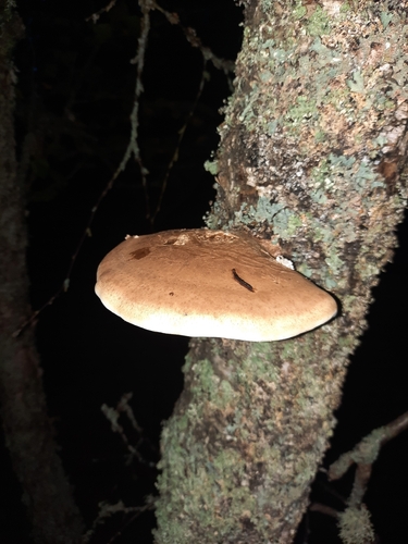 birch polypore