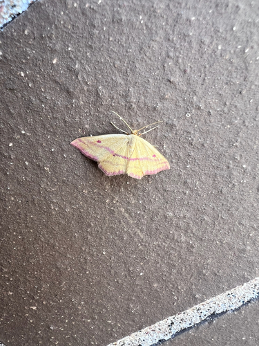 Chickweed Geometer Moth